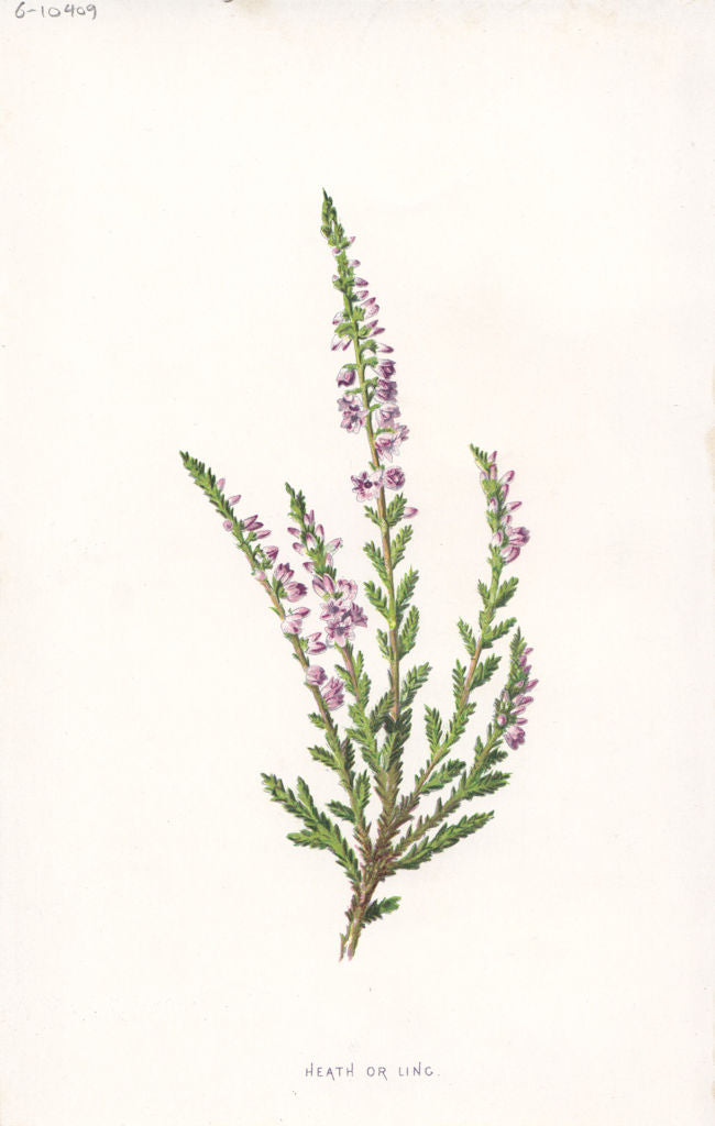 FLOWERS. Heath or Ling c1895 old antique vintage print picture